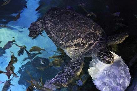 Sea Life Ernie Turtle Feeding 438X292