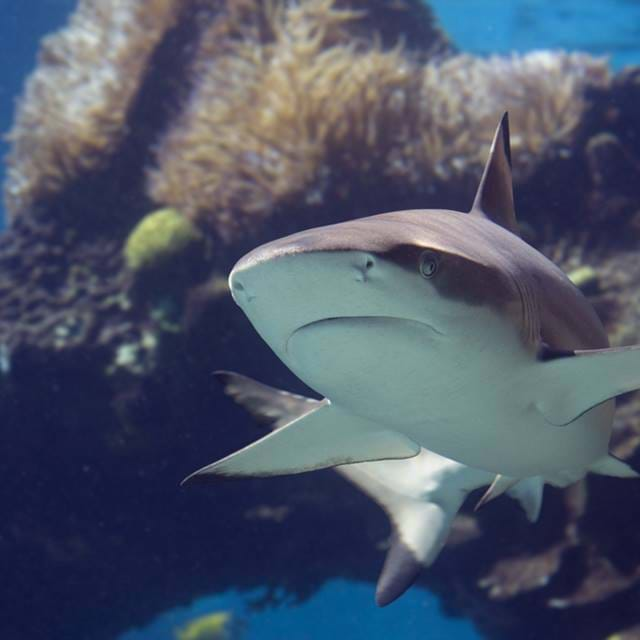 Blacktip Shark