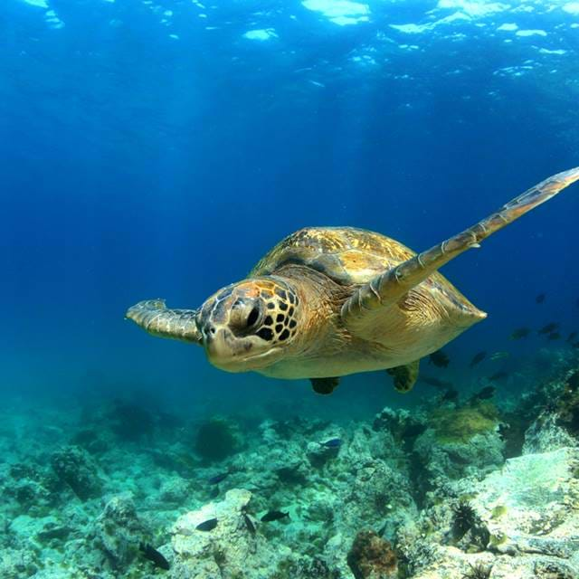 Green Sea Turtle