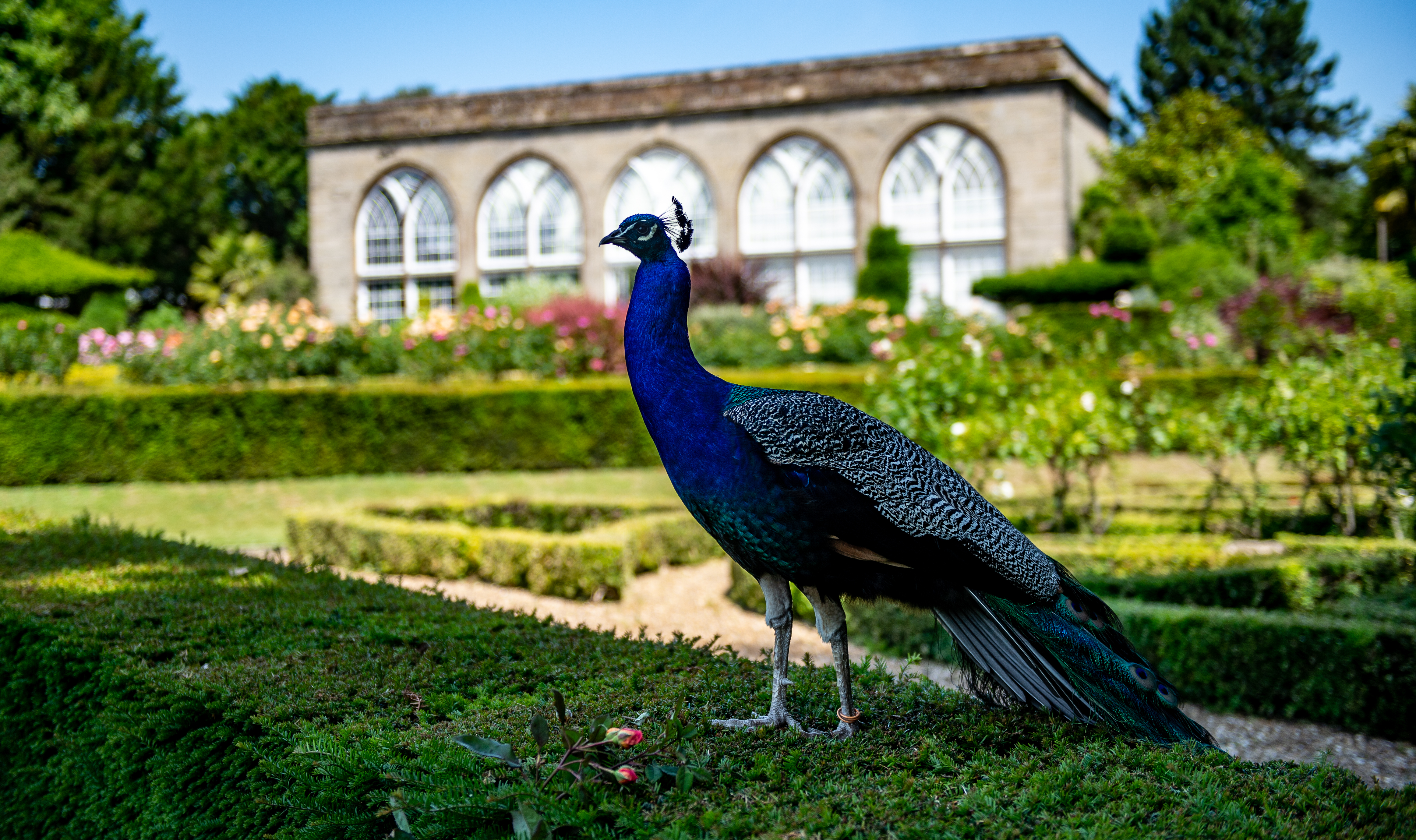 Peacock Garden (7)