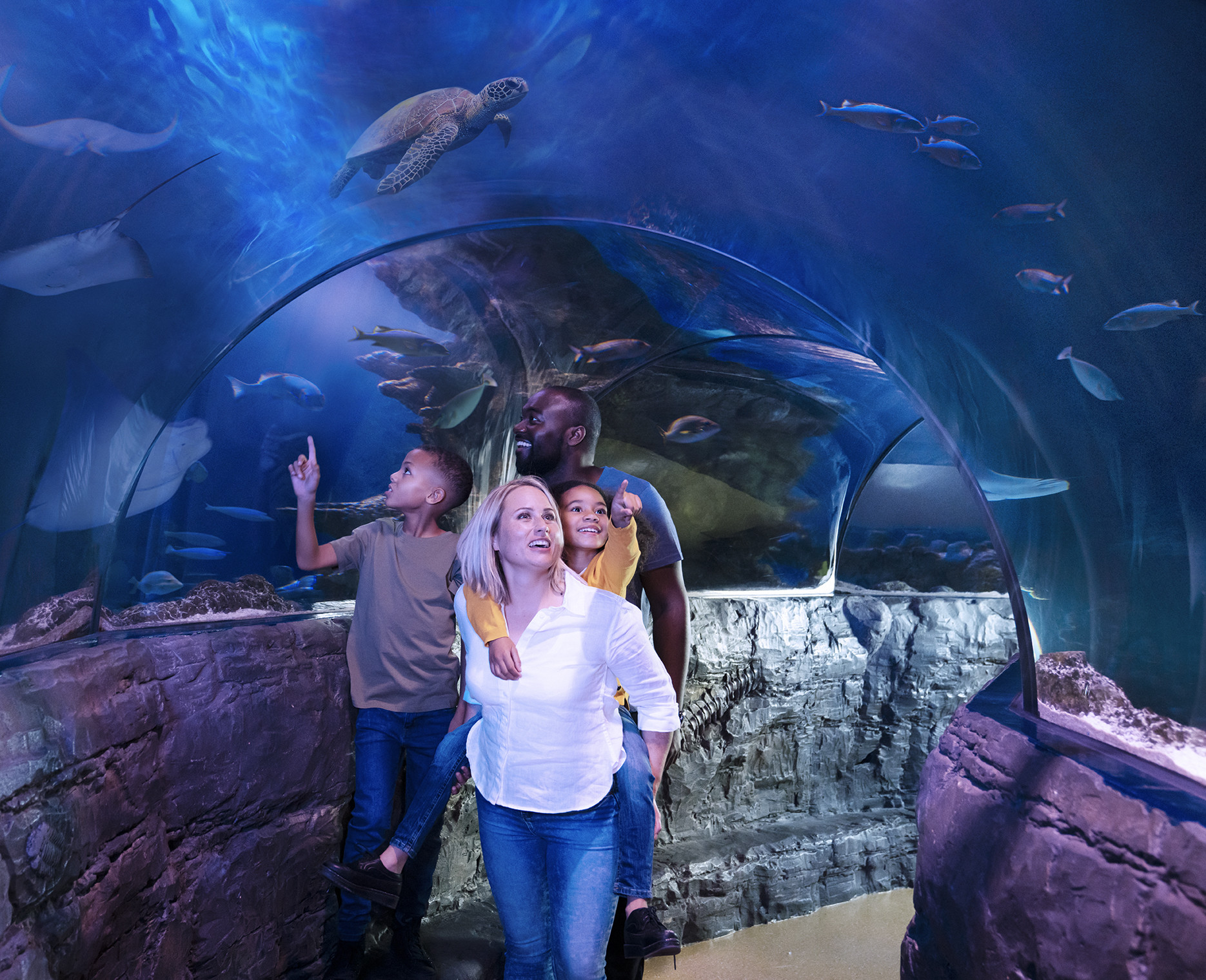 Image - SEA LIFE Blackpool