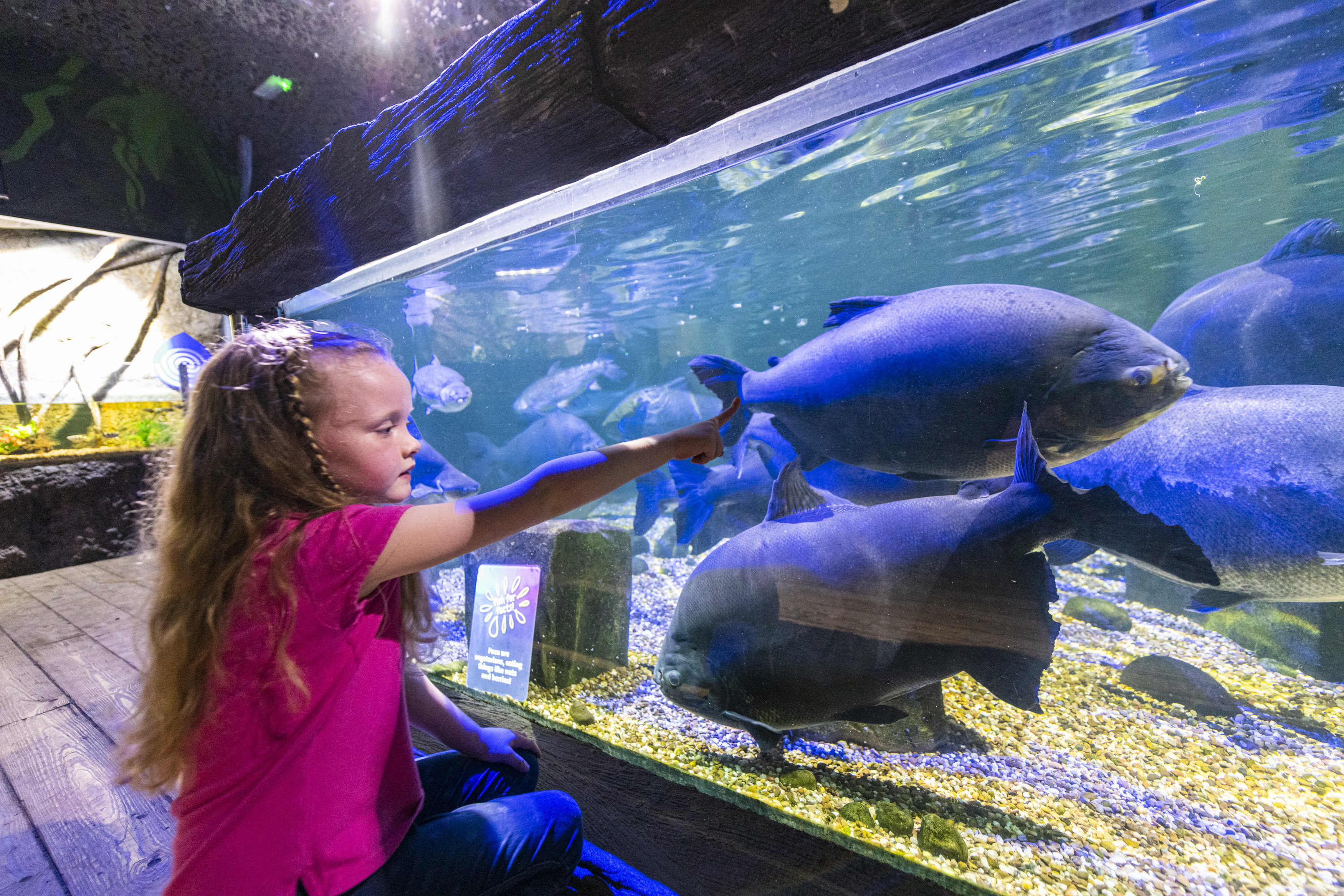 Sealife Hunstanton 150