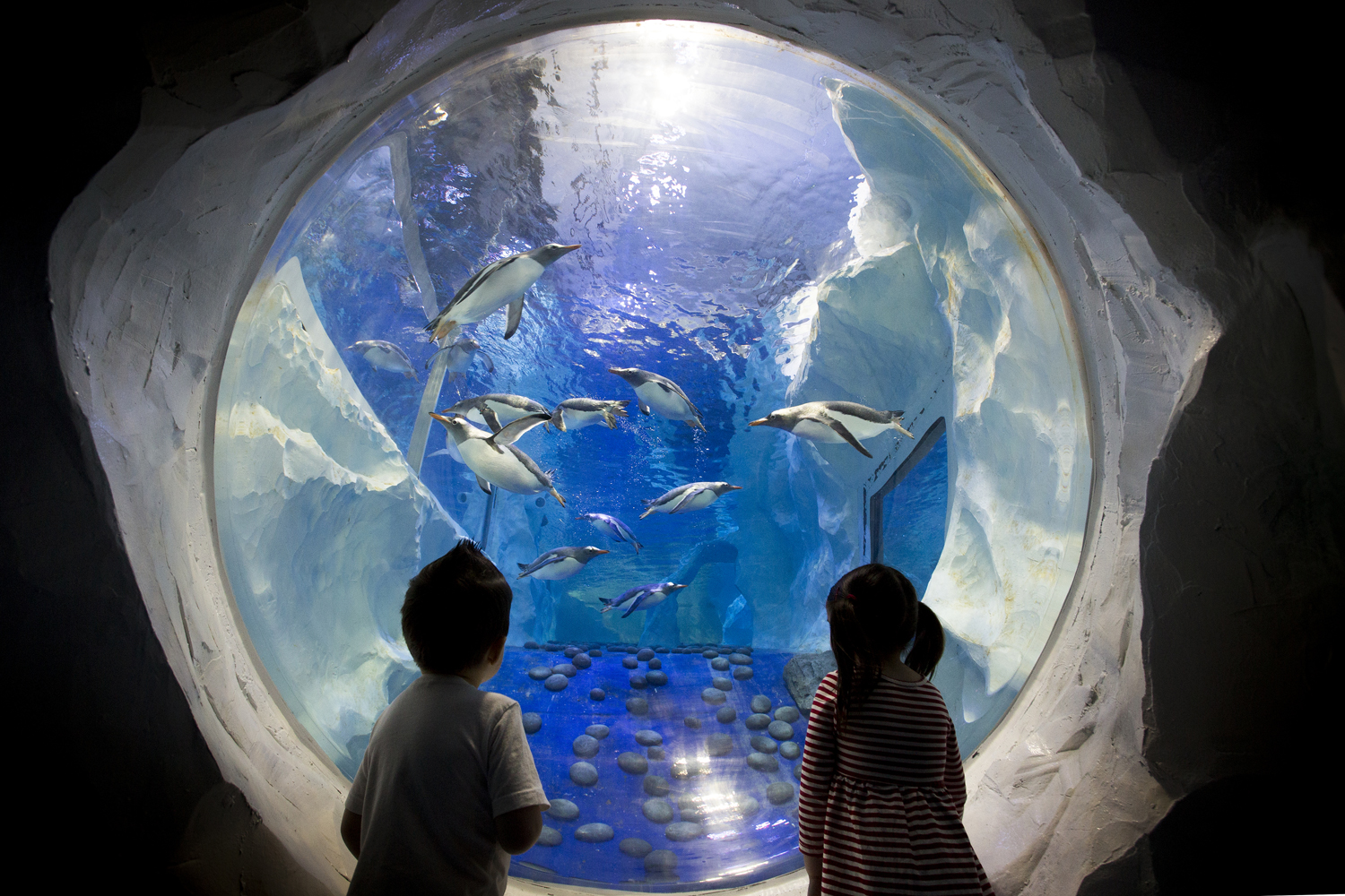 SEALIFE Penguin Colony With Children 1