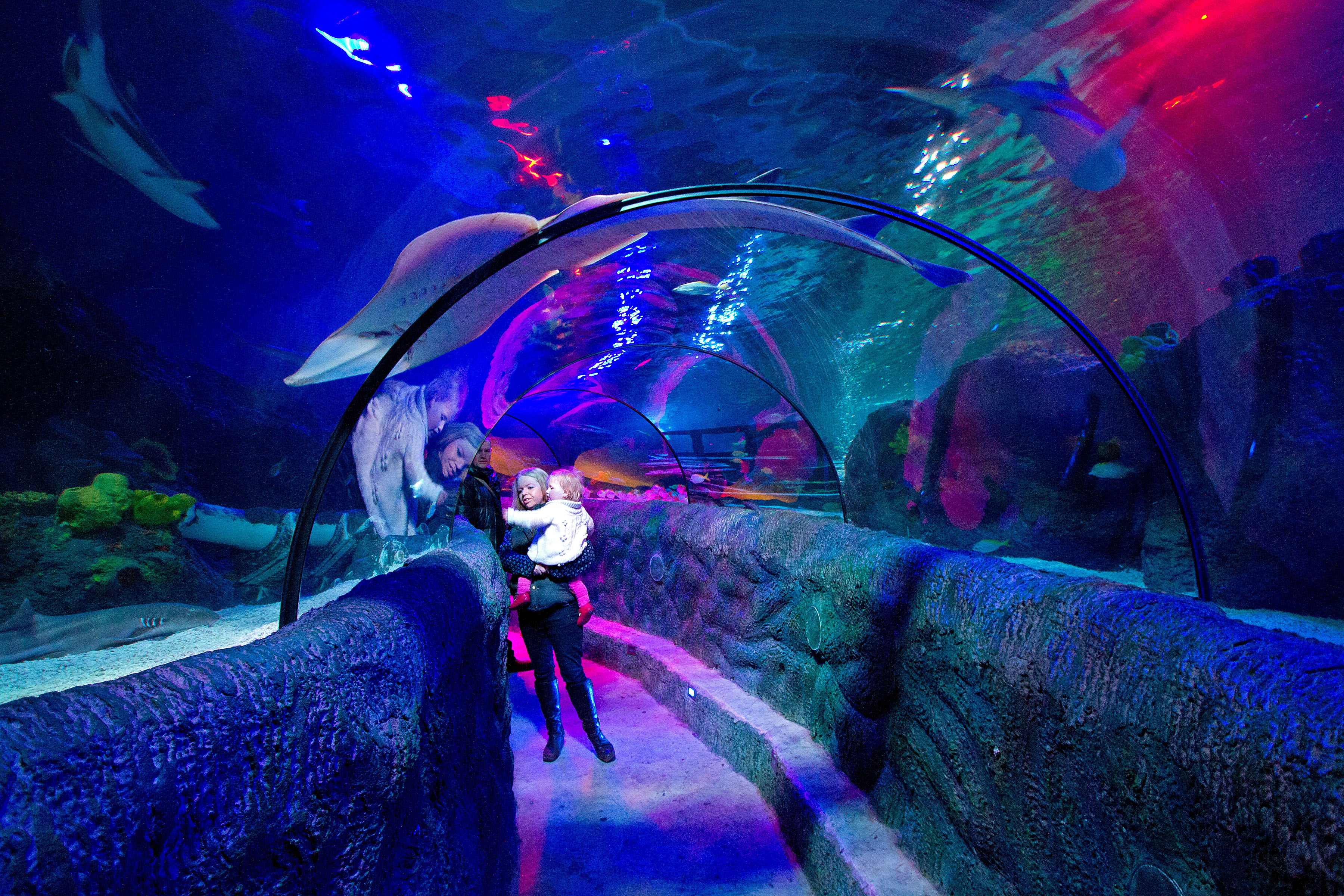 Loch Lomond SEA LIFE Ocean Tunnel (1)