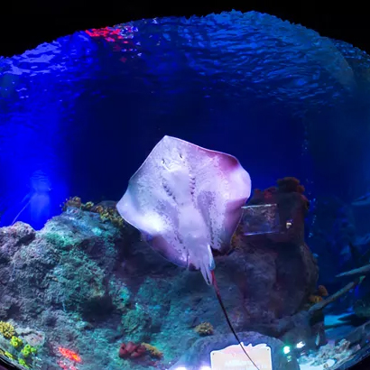 Stingray In Tank