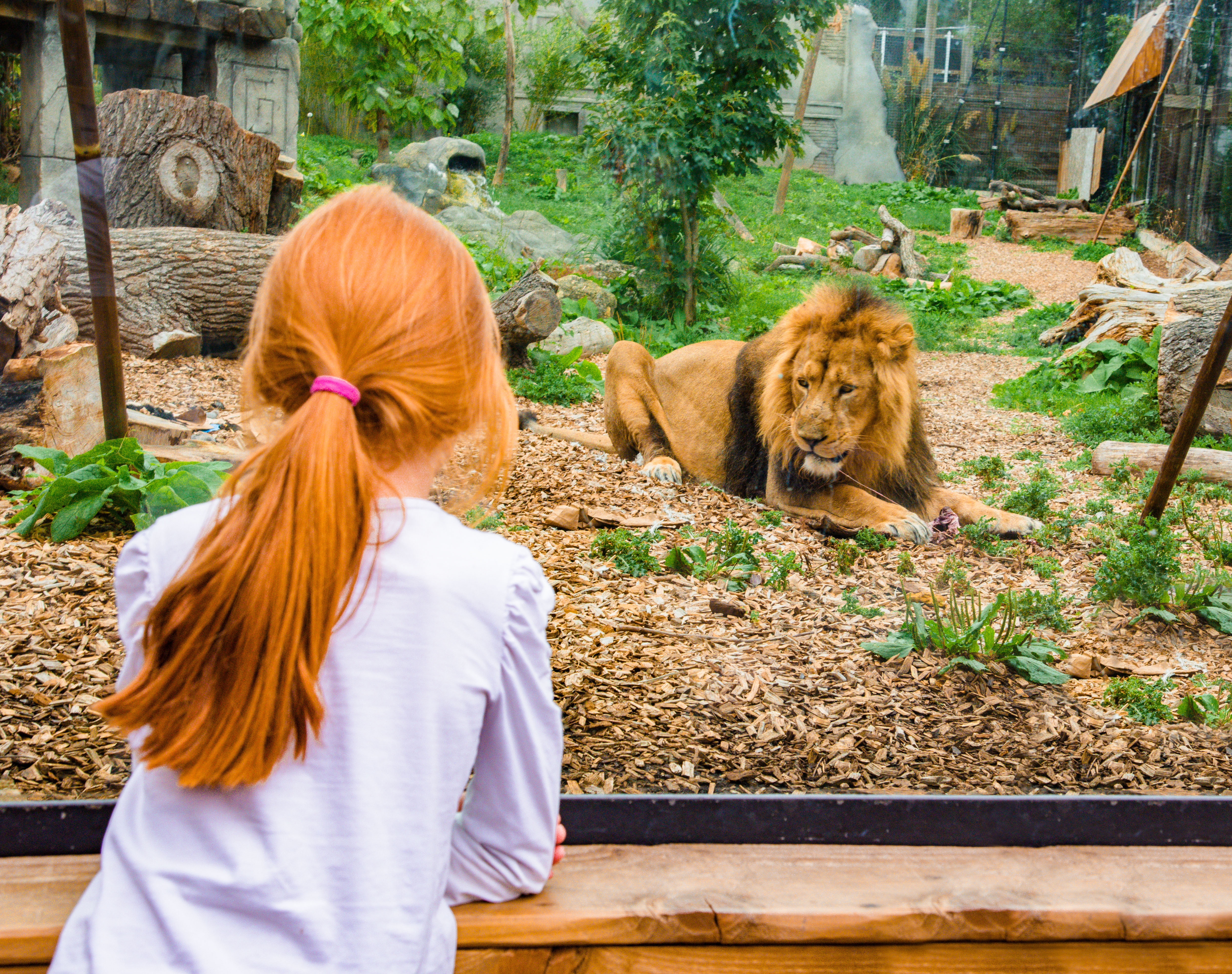 Kamal, An Asiatic Lion At Chessington World Of Adventures Resort LR