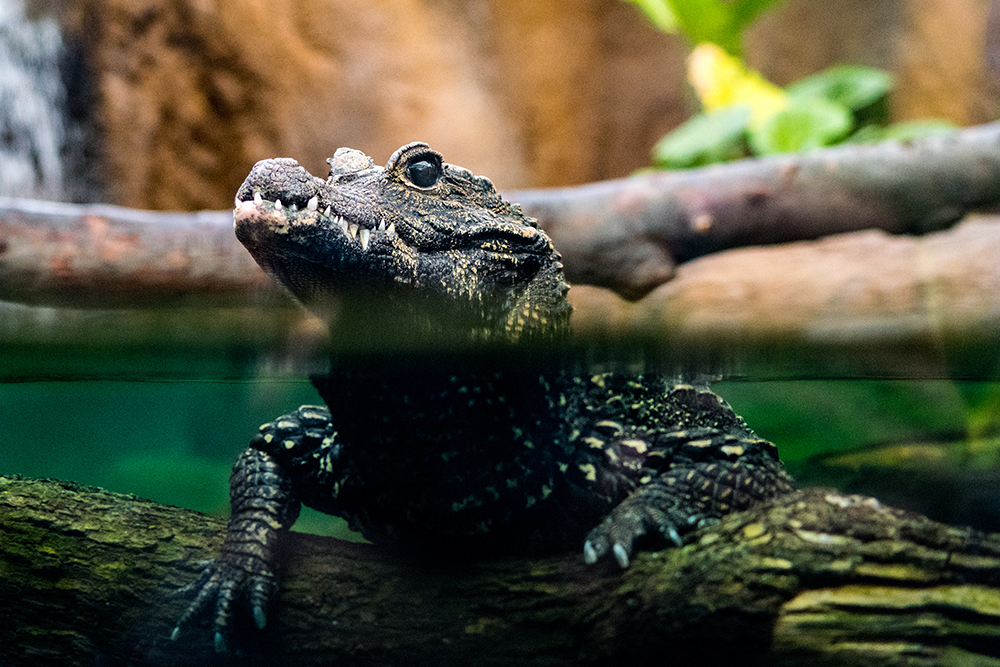 SEA LIFE London Crocodile Copy