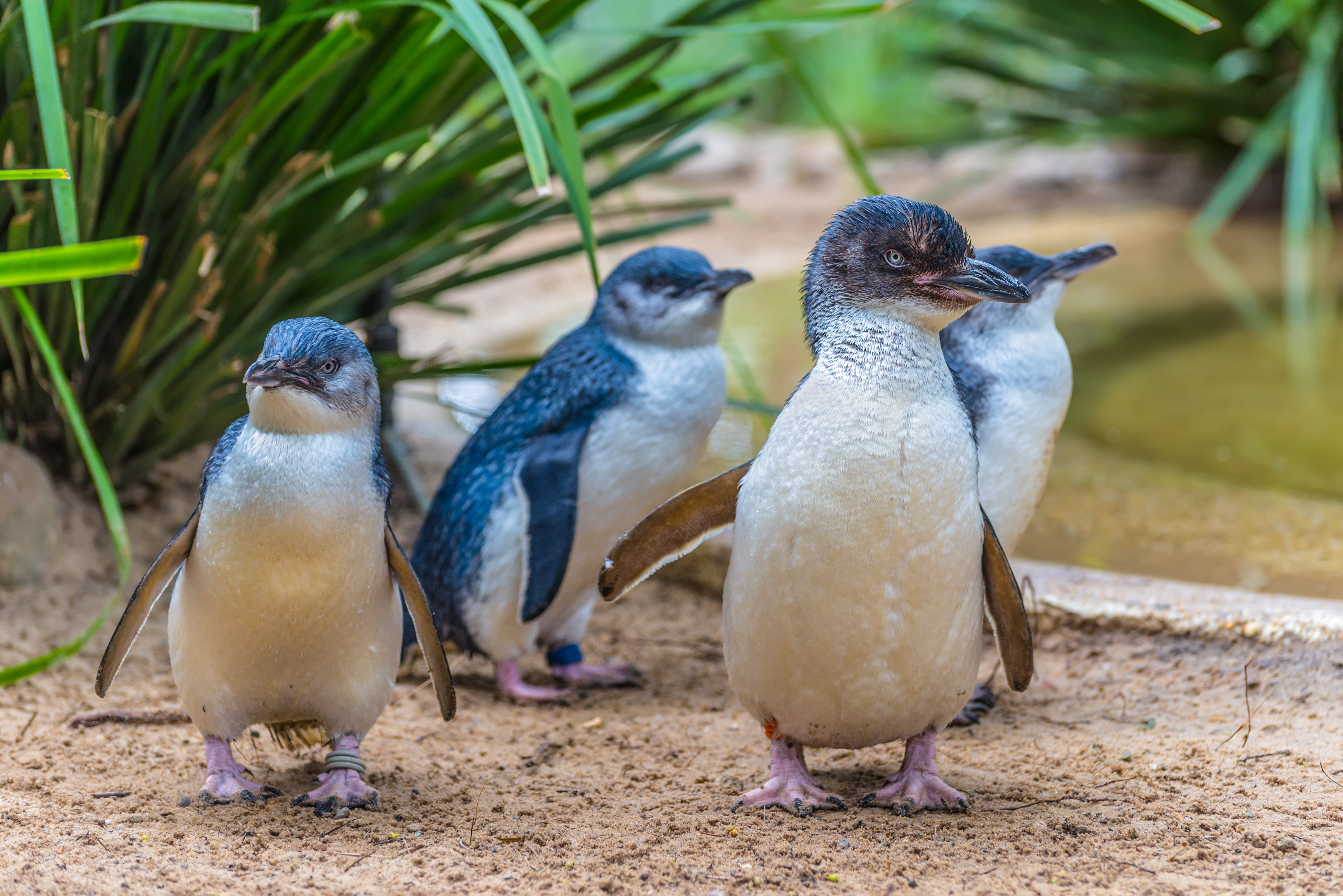 Weymouth Fairy Penguins