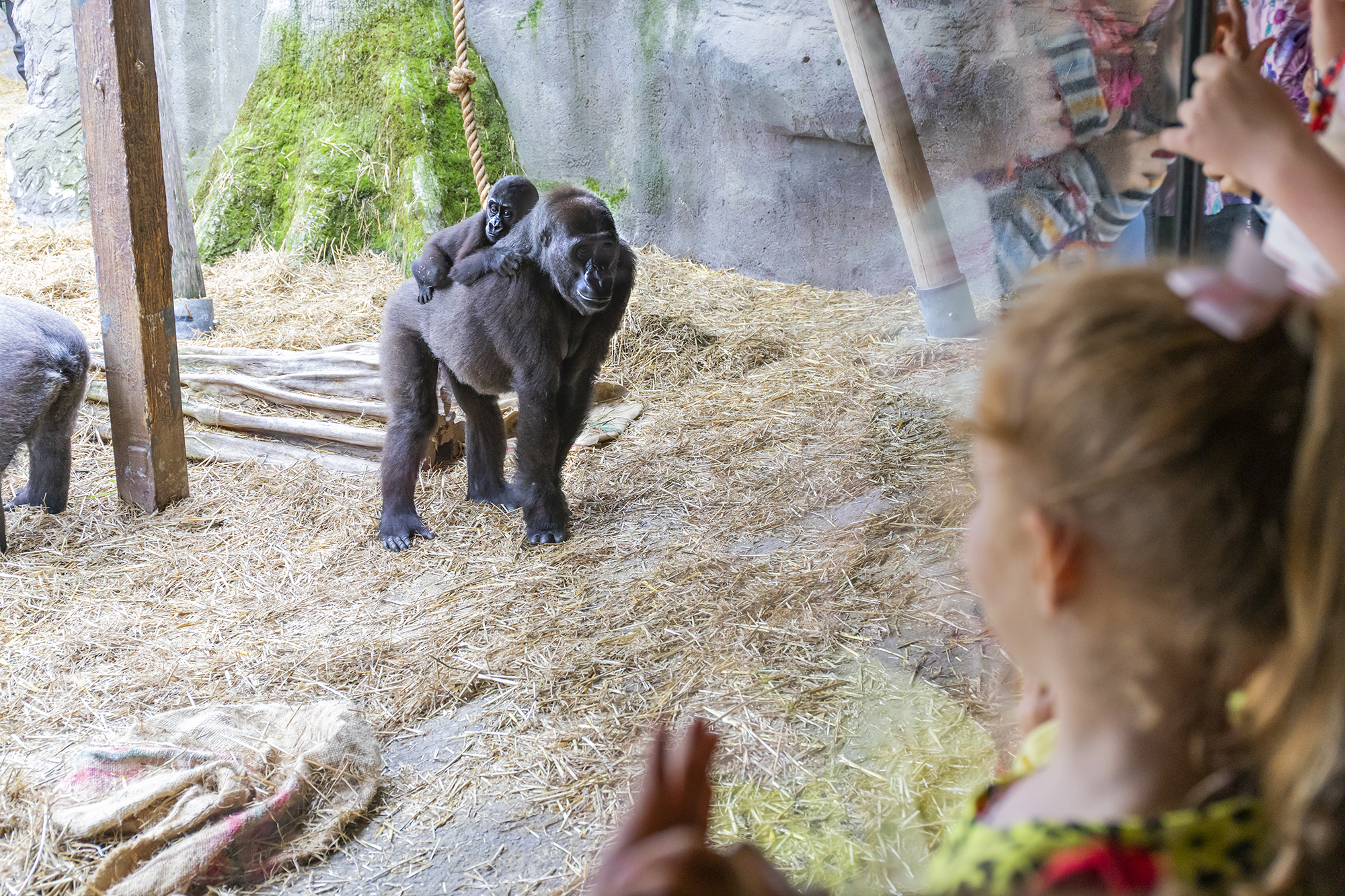 CWOA Gorillas 06 LMC19 Copy